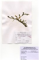 藏品(大型總狀蕨藻)的圖片